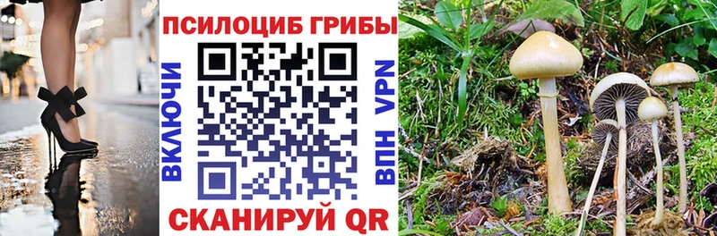 Купить Ртищево Галлюциногенные грибы мицелий